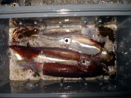 �X�����C�J9�n�C�ł����B