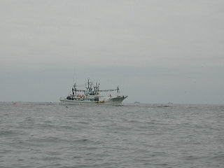 �ǂ��̑D���킩��܂��񂪁A�C�T�_�������Ă��܂����B