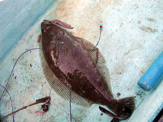 �����̒�GET�����q�K���C�ł��B