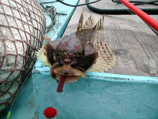 4��7���A�꓊�ڂ̓J�W�J�ł����B