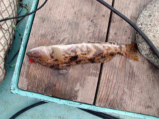 4��7���A2���ڂ�30cm�قǂ̃A�C�i���ł����B