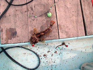 4��7���A3���ڂ̓J�W�J�ł����B