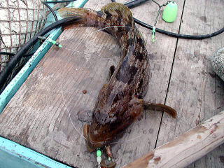 4��7���A4���ڂ�35cm�قǂ̃A�C�i���ł����B