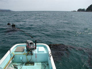 �Z���Y�O�ł��B�ʐ^�ł͂킩��܂��񂪕��������ł��B