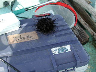 4��17���A�����낳�񂪒ނ�܂����B������񃊃��[�X���܂����B