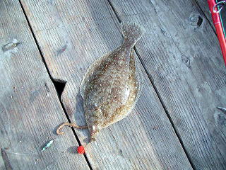 4��29���A�ŏ��̒މʂ̓J���C�ł����B�������Ă����L�Ȃ̂ŁA����Ȃ�Ɉ������ǂ������ł��B