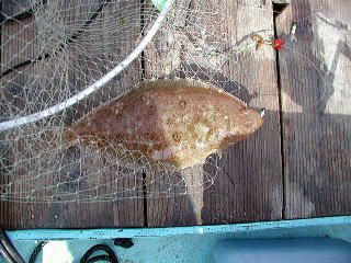 4��29���A���`3�C�ڂ̓q�K���C���ނ�܂����B