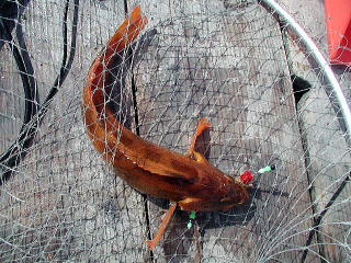 4��29���A4�C�ڂ̓A�C�i���ł����B