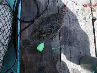 4��29���A5�C�ڂ̓J���C�ł����B