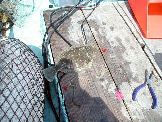 4��29���A6�C�ڂ��J���C�ł����B