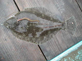 4��30���ɒނꂽ�J���C�ł��B