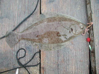 4��30���ɒނꂽ�q�K���C�ł��B