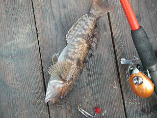 4��30���ɒނꂽ�A�C�i���ł��B�����͂����ł��ˁ`�B