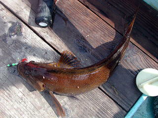 4��30���ɒނꂽ�A�{���̍ő�38cm�ł��B