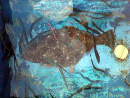 38cm�q�����ނ�܂����B