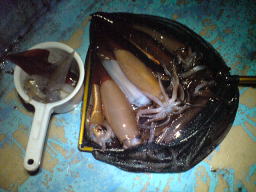 �����C�J3�n�C�A�X�����C�J10�n�C�ނ�܂����B